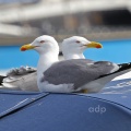 Azorean Gull adult pair (Larus michahellis atlantis) February,  Alan Prowse